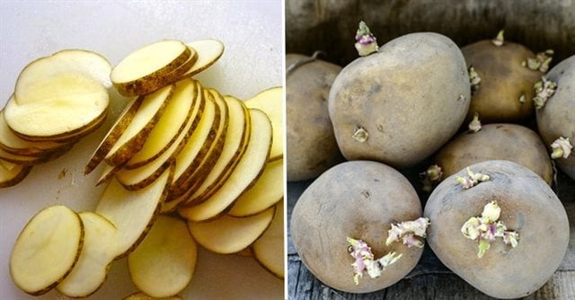 loi-ich-tu-khoai-tay-moc-mam-093