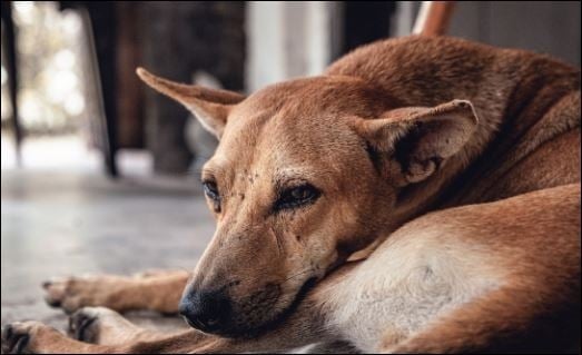 Khi nói không thể nuôi một con chó quá 10 năm, ý nghĩa thực sự là khuyên các chủ nuôi đừng bỏ rơi chú chó của mình, bởi chúng đã ở bên cạnh bạn một thời gian dài. 