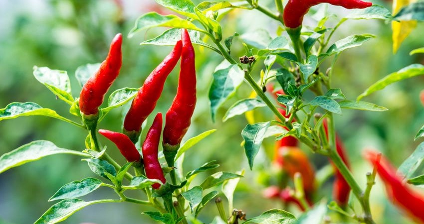 Ớt chứa một số hoạt chất như Capsaicin, một loại Alkaloid với tỷ lệ khoảng 0,05-2%