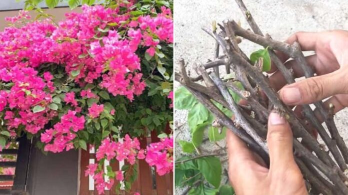 cach-giam-canh-hoa-giay-02-1755