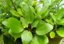 Những lợi ích “kỳ diệu” của cây lá bỏng
