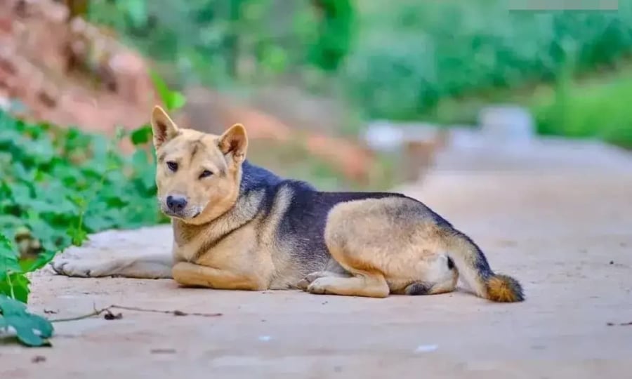 Nếu chó sủa vào lúc nửa đêm hoặc sủa ầm ĩ thì sẽ gây ra hiện tượng bất thường. (ảnh minh họa)