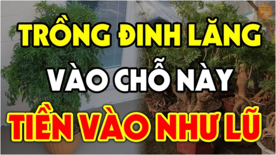 Vị trí trṑng ᵭinh ʟăng hút tiḕn tài