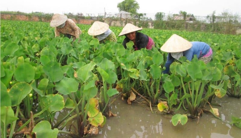 Kèo nèo giờ đây là rau đặc sản bán đắt hàng.