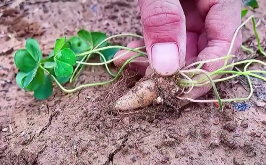 Trong dân gian, cây me đất còn được gọi là chua me đất, tam diệp toan, ba chìa,... và nhiều tên gọi khác.