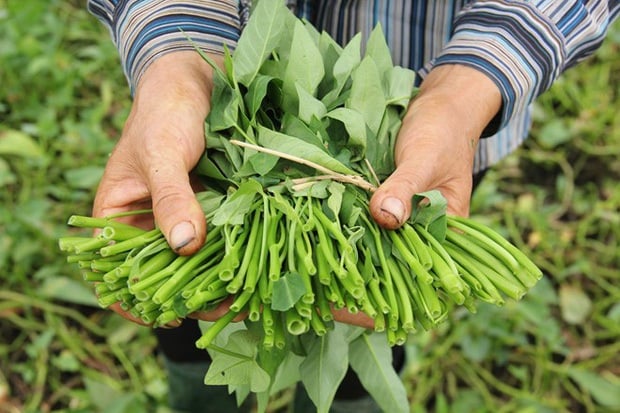 Lưu ý cách chọn rau muống an toàn