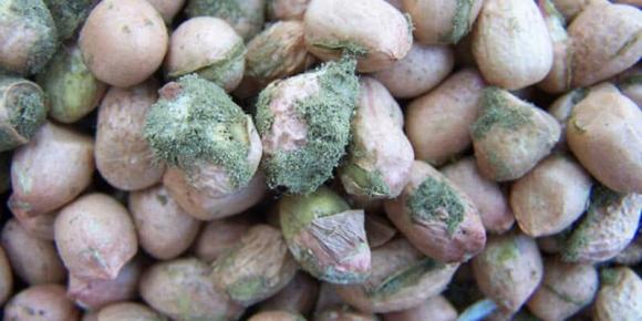 thối gan, đồ ăn trong bếp, sức khỏe