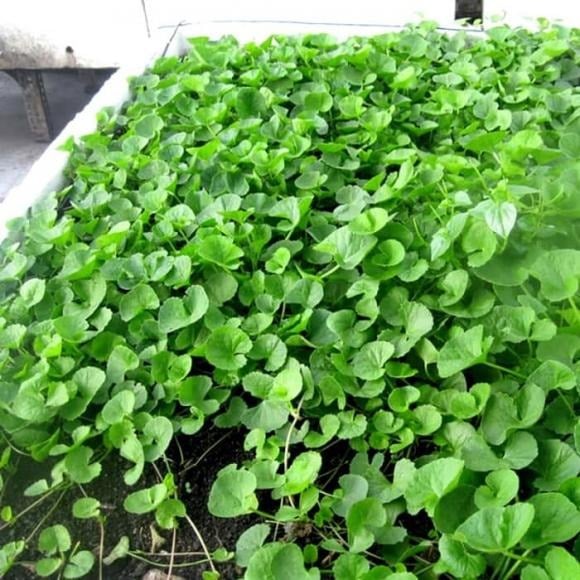 Không chỉ là loại rau quen thuộc trong bữa ăn hàng ngày, rau má còn được dân gian xem như một vị thuốc quý.