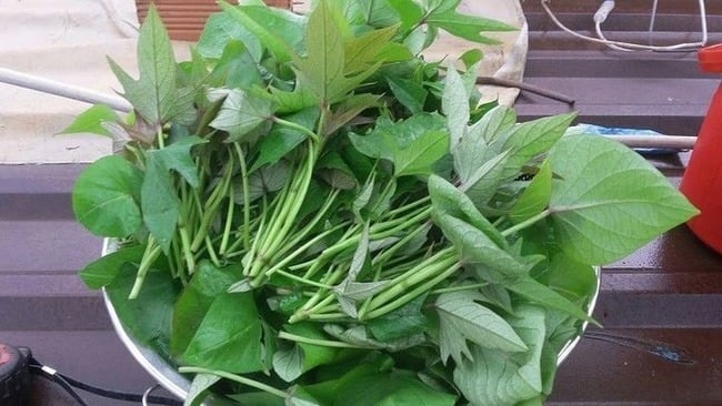 Rau khoai lang là nguyên liệu quen thuộc trong bữa cơm gia đình Việt, có thể chế biến thành nhiều món như luộc, xào tỏi, nấu canh… 