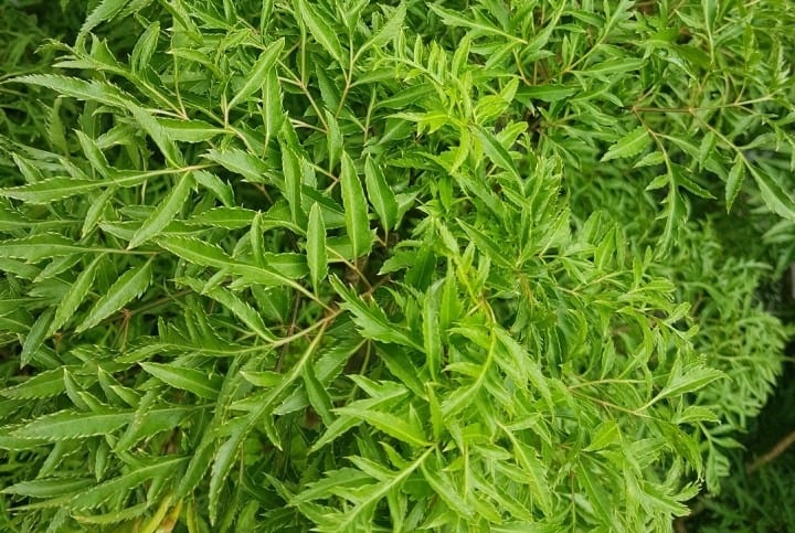 Cây đinh lăng chứa nhiều thành phần dinh dưỡng quý giá như alkaloid, glycosid, saponin, flavonoid, tannin, vitamin B, và các axit amin thiết yếu như lysine, cysteine, methionine.