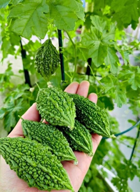 Giá trị của mướp đắng không chỉ đến từ khả năng thanh nhiệt, giải độc mà còn nằm ở thành phần dinh dưỡng đáng kinh ngạc. 