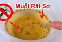 Muỗi rất sợ thứ nước này, đặt một bát trong phòng, cả đêm không con nào dám vo ve