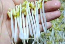 Những món Rau nằm trong danh sách gây ung thư ‘bảng A’ mà người Việt rất hay ăn, cần phải bỏ ngay