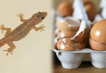 Có quá nhiều thạch sùng tɾong nhà, mách Ьạn mẹo nhỏ khiến chúng ‘một ƌi không tɾở lại’