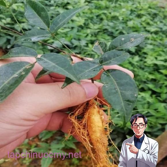 Cát sȃm còn ᵭược biḗt ᵭḗn với nhiḕu tên gọi ⱪhác như sȃm chèo mèo, sȃm nam hay sȃm trȃu.