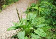 Tế bào K cũng phải ‘run sợ’ trước loại rau dại không trồng, chẳng chăm mà mọc xanh tốt, bổ ngang sâm