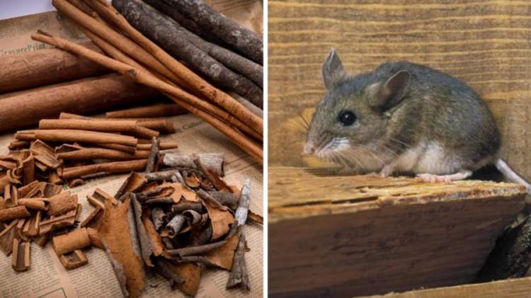 Quế có mùi thơm đặc trưng, có tác dụng đuổi chuột và các loại côn trùng rất tốt.