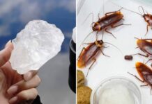 Mẹo diệt gián hiệu quả, đuổi gián vĩnh viễn