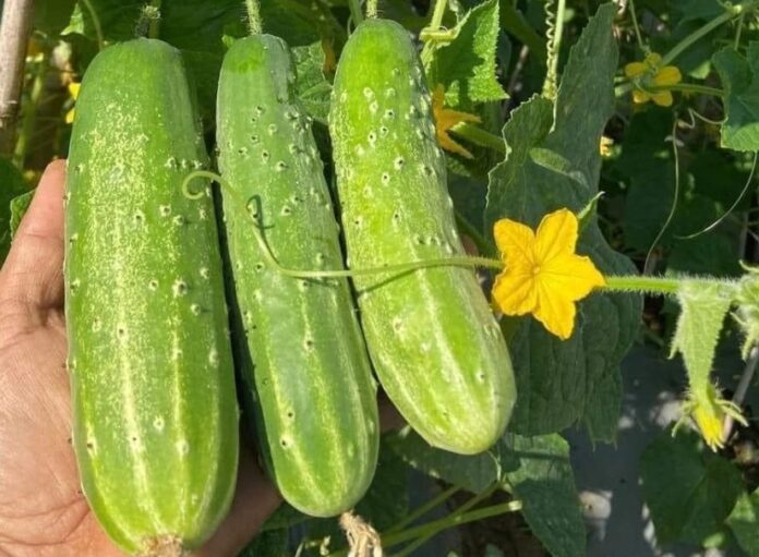 Đi chợ thấy 5 loại rau củ này thì quay lưng mà đi, tuyệt đối KHÔNG MUA