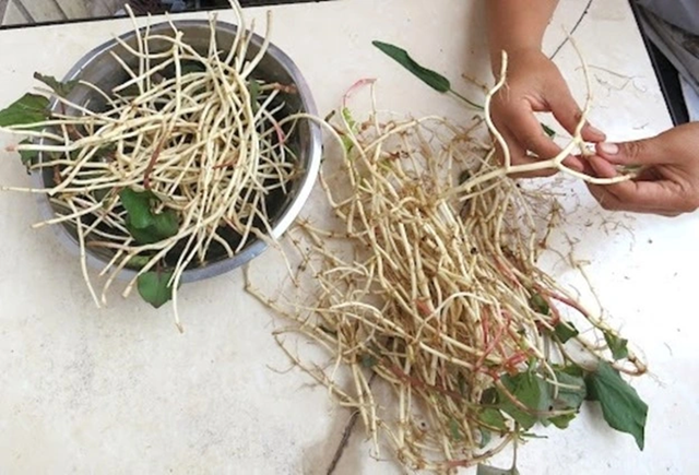 Đừng chỉ ăn lá, rễ loại cây này quý như 