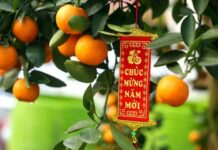 Tiện dùng quất chơi Tết ƌể ăn, vắt vào nước chấm, các chuyên giɑ khuyến cáo tuyệt ƌối không nên